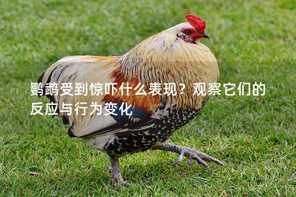 鹦鹉受到惊吓什么表现？观察它们的反应与行为变化