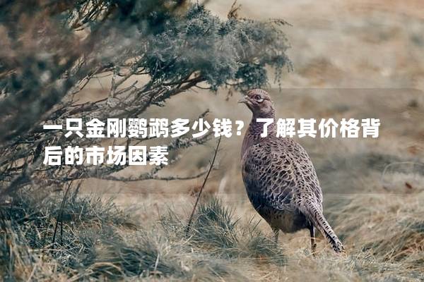 一只金刚鹦鹉多少钱？了解其价格背后的市场因素