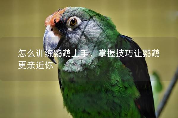 怎么训练鹦鹉上手，掌握技巧让鹦鹉更亲近你
