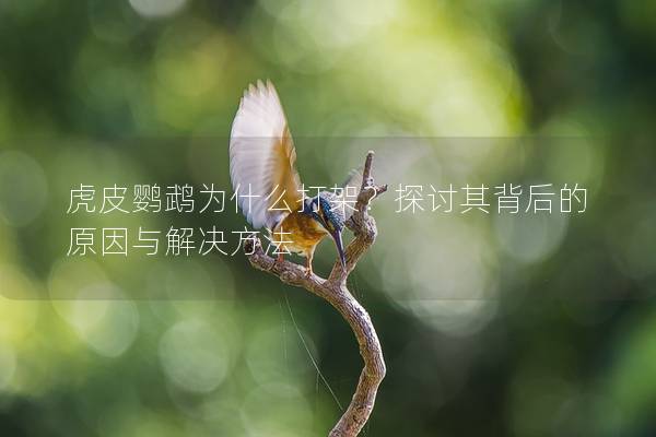 虎皮鹦鹉为什么打架？探讨其背后的原因与解决方法