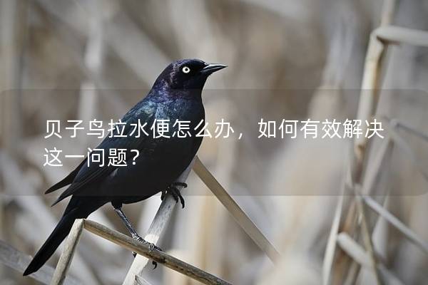 贝子鸟拉水便怎么办，如何有效解决这一问题？