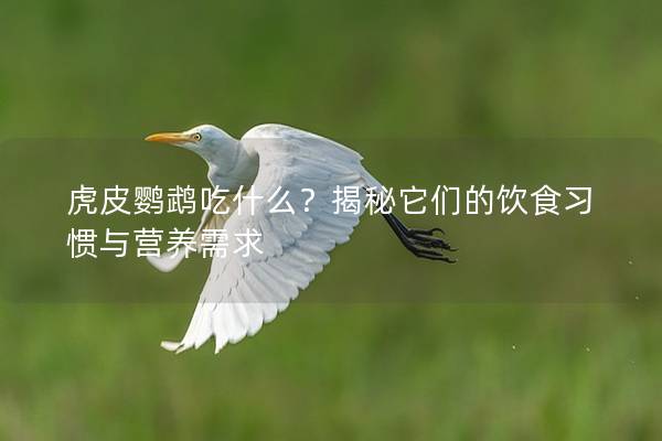 虎皮鹦鹉吃什么？揭秘它们的饮食习惯与营养需求