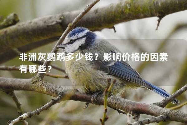 非洲灰鹦鹉多少钱？影响价格的因素有哪些？
