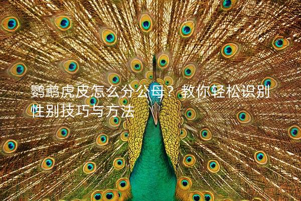 鹦鹉虎皮怎么分公母？教你轻松识别性别技巧与方法