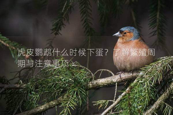 虎皮鹦鹉什么时候下蛋？了解繁殖周期与注意事项