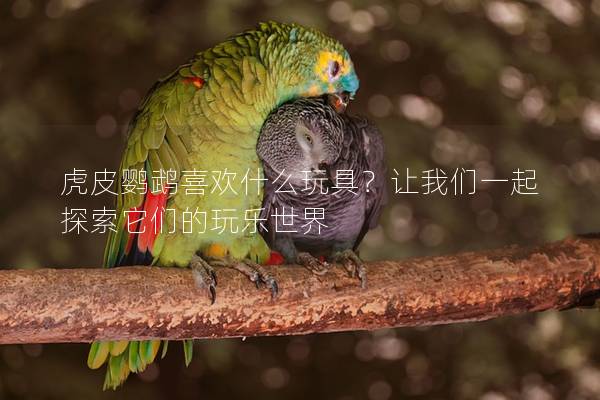 虎皮鹦鹉喜欢什么玩具？让我们一起探索它们的玩乐世界