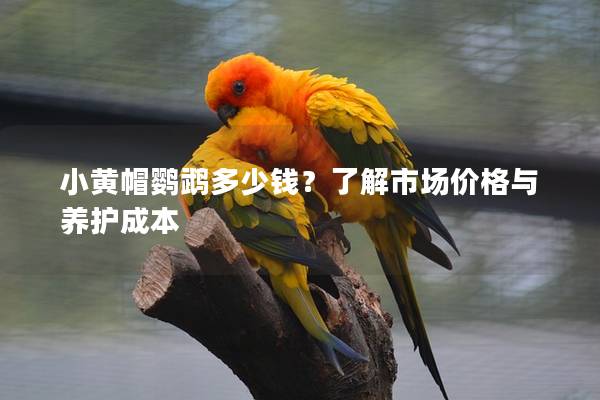 小黄帽鹦鹉多少钱？了解市场价格与养护成本