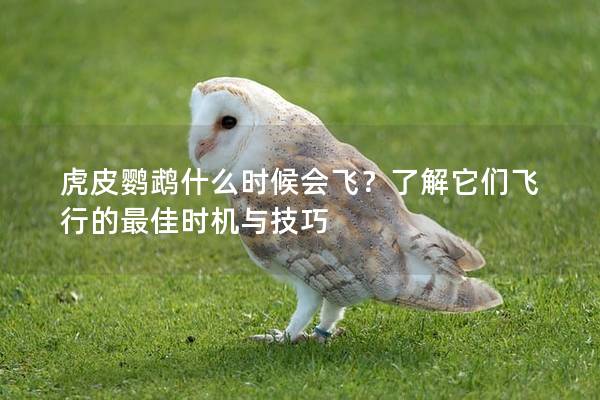 虎皮鹦鹉什么时候会飞？了解它们飞行的最佳时机与技巧