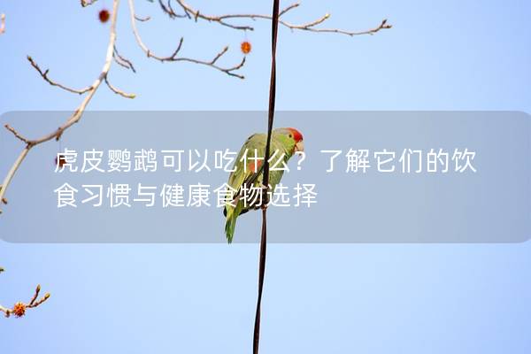 虎皮鹦鹉可以吃什么？了解它们的饮食习惯与健康食物选择