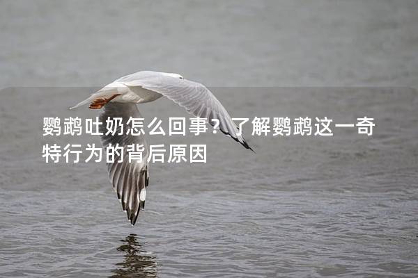 鹦鹉吐奶怎么回事？了解鹦鹉这一奇特行为的背后原因