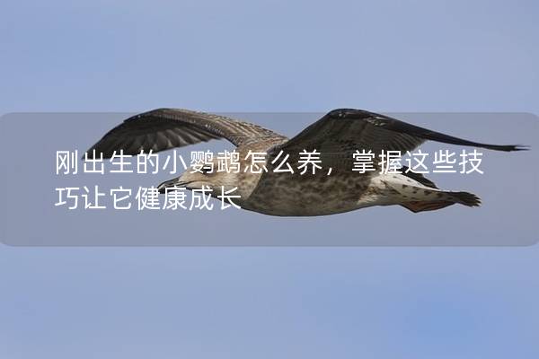 刚出生的小鹦鹉怎么养，掌握这些技巧让它健康成长