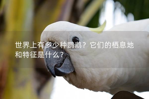 世界上有多少种鹦鹉？它们的栖息地和特征是什么？