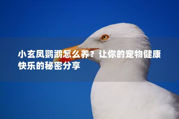 小玄凤鹦鹉怎么养？让你的宠物健康快乐的秘密分享
