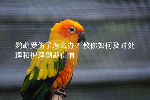 鹦鹉受伤了怎么办？教你如何及时处理和护理鹦鹉伤情