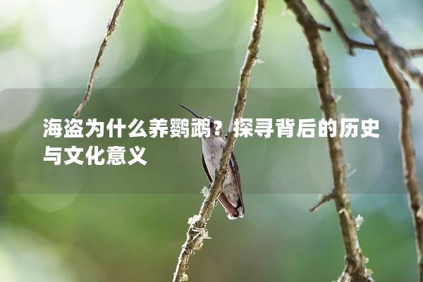 海盗为什么养鹦鹉？探寻背后的历史与文化意义