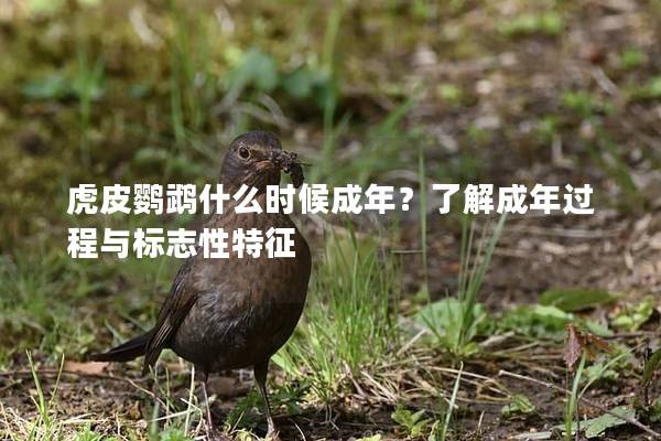 虎皮鹦鹉什么时候成年？了解成年过程与标志性特征
