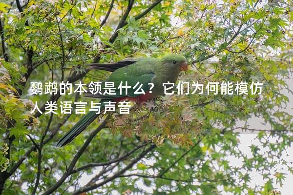 鹦鹉的本领是什么？它们为何能模仿人类语言与声音
