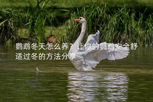 鹦鹉冬天怎么养？让你的鹦鹉安全舒适过冬的方法分享