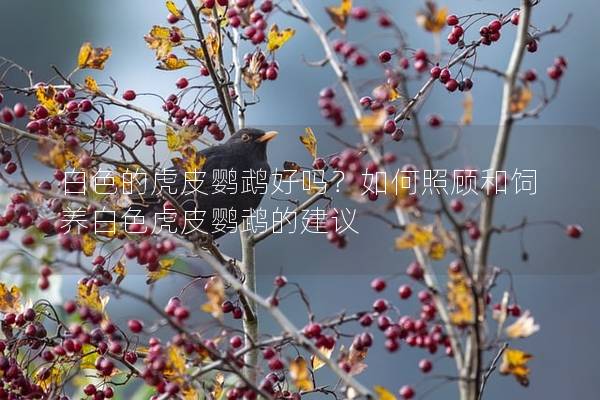 白色的虎皮鹦鹉好吗？如何照顾和饲养白色虎皮鹦鹉的建议