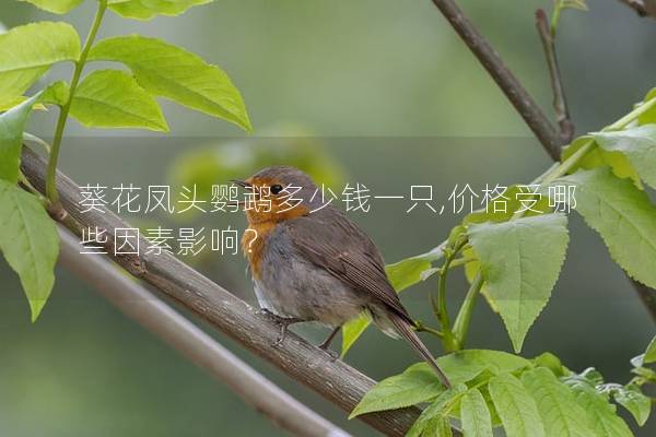 葵花凤头鹦鹉多少钱一只,价格受哪些因素影响？