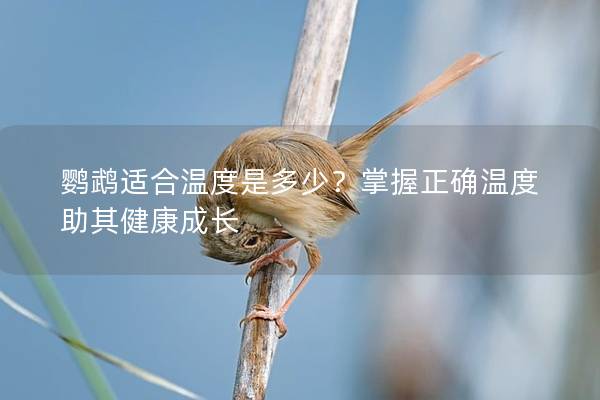 鹦鹉适合温度是多少?掌握正确温度助其健康成长 鹦鹉适合温度是多少?掌握正确温度助其健康成长