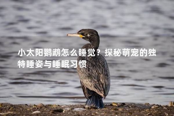 小太阳鹦鹉怎么睡觉？探秘萌宠的独特睡姿与睡眠习惯