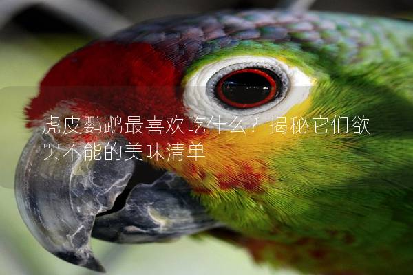 虎皮鹦鹉最喜欢吃什么？揭秘它们欲罢不能的美味清单