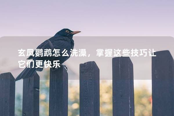 玄凤鹦鹉怎么洗澡，掌握这些技巧让它们更快乐