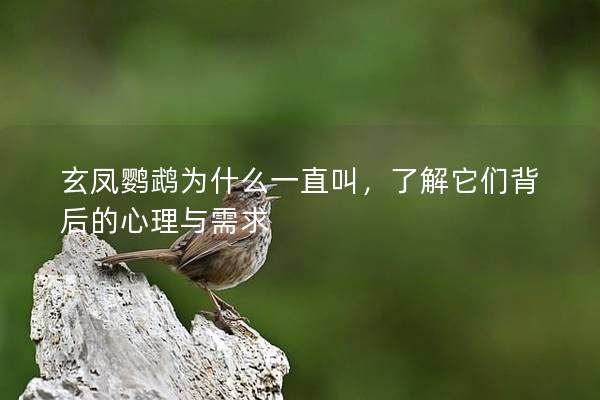 玄凤鹦鹉为什么一直叫，了解它们背后的心理与需求