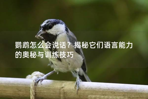 鹦鹉怎么会说话？揭秘它们语言能力的奥秘与训练技巧