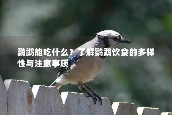 鹦鹉能吃什么？了解鹦鹉饮食的多样性与注意事项