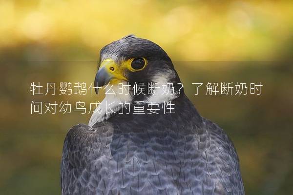 牡丹鹦鹉什么时候断奶？了解断奶时间对幼鸟成长的重要性