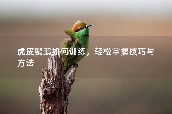 虎皮鹦鹉如何训练，轻松掌握技巧与方法