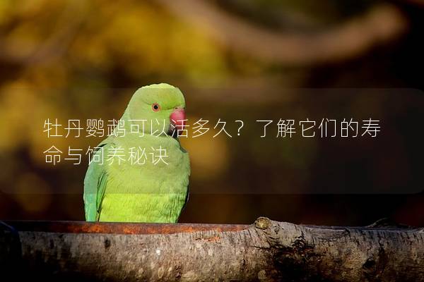 牡丹鹦鹉可以活多久？了解它们的寿命与饲养秘诀
