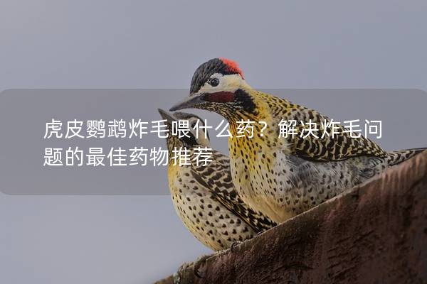虎皮鹦鹉炸毛喂什么药？解决炸毛问题的最佳药物推荐