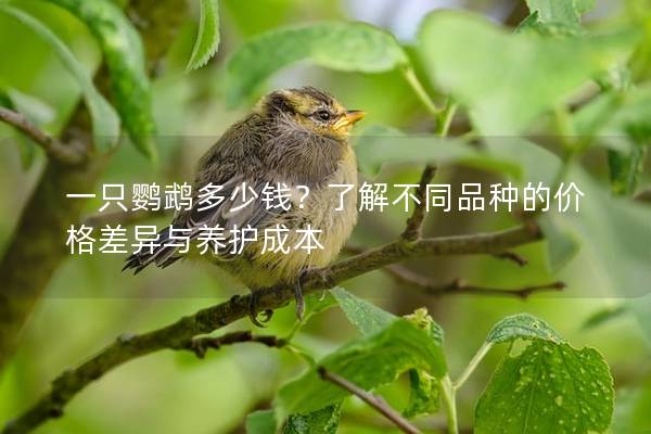 一只鹦鹉多少钱？了解不同品种的价格差异与养护成本
