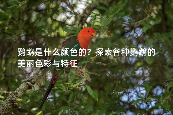 鹦鹉是什么颜色的？探索各种鹦鹉的美丽色彩与特征
