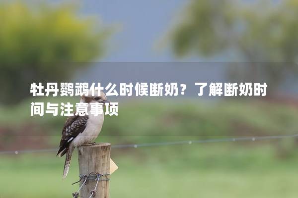 牡丹鹦鹉什么时候断奶？了解断奶时间与注意事项