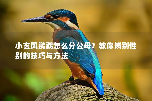 小玄凤鹦鹉怎么分公母？教你辨别性别的技巧与方法