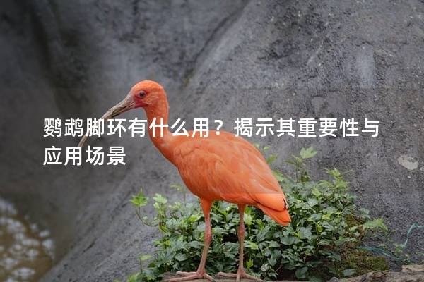 鹦鹉脚环有什么用？揭示其重要性与应用场景