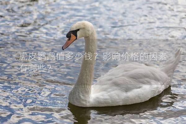 虎皮鹦鹉值多少钱？影响价格的因素有哪些？