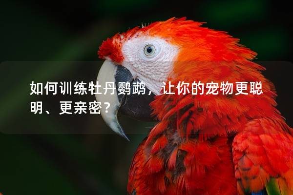 如何训练牡丹鹦鹉，让你的宠物更聪明、更亲密？