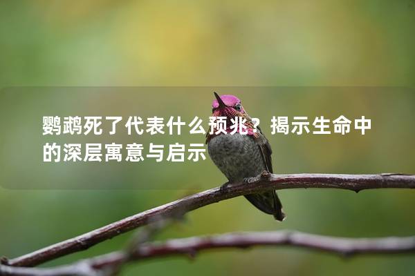 鹦鹉死了代表什么预兆？揭示生命中的深层寓意与启示