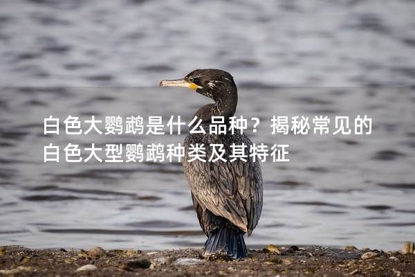 白色大鹦鹉是什么品种？揭秘常见的白色大型鹦鹉种类及其特征