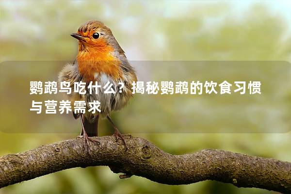 鹦鹉鸟吃什么？揭秘鹦鹉的饮食习惯与营养需求