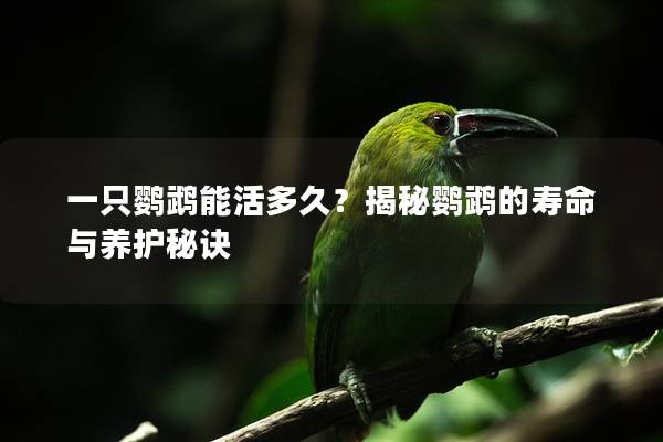 一只鹦鹉能活多久？揭秘鹦鹉的寿命与养护秘诀