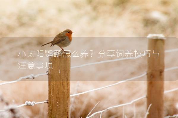 小太阳鹦鹉怎么养？分享饲养技巧与注意事项