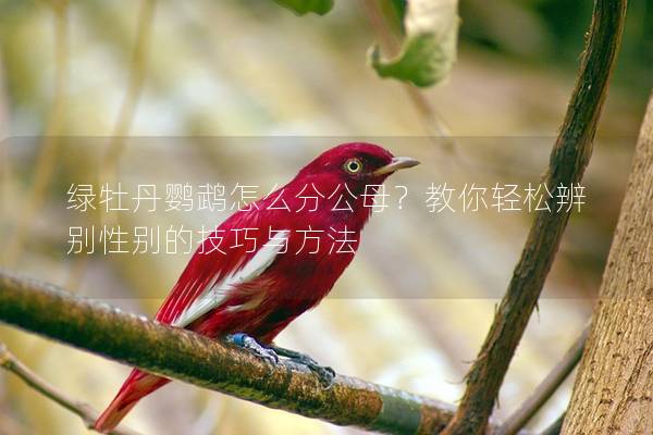 绿牡丹鹦鹉怎么分公母？教你轻松辨别性别的技巧与方法
