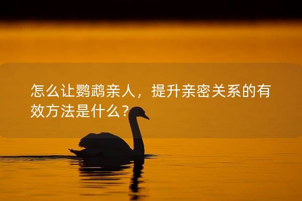 怎么让鹦鹉亲人，提升亲密关系的有效方法是什么？