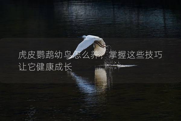 虎皮鹦鹉幼鸟怎么养，掌握这些技巧让它健康成长